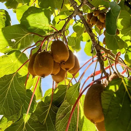 Διαμέρισμα Frlan Kastav